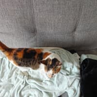 Photo of Mango / Cleo