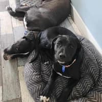 Photo of Shadow   16 Week Old Kelpie X (On Trial)