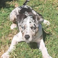 Photo of Indie