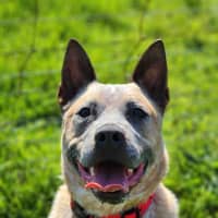 Photo of 🥏 Benji 5550 🥏