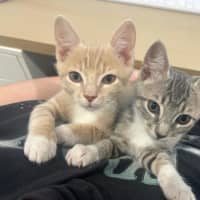 Photo of Duke 🤎 & Dixie 🧡
