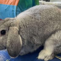 Photo of Marshmallow & Stormy