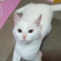 Photo of Ghost