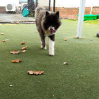 Photo of Soxie