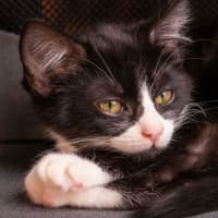 Photo of Tofu