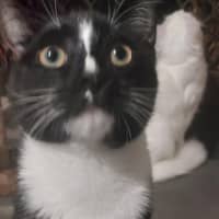 Photo of Checkers