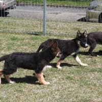 Photo of Blackie   Volk