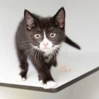 Photo of Jingle Bell