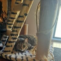 Photo of Luna (Empty The Nest $50 Adoption Special )