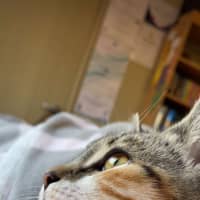 Photo of Stella