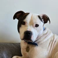 Photo of Frank Costanza