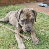 Photo of Freyja