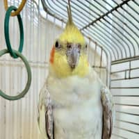 Photo of Pearl