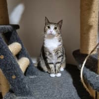 Photo of Pippi