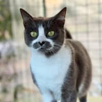 Photo of Smokey
