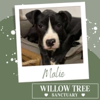 Photo of Malie