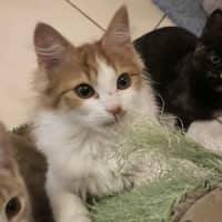 Photo of Mr Blonde   Located In Reservoir