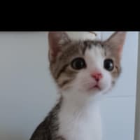 Photo of Soxey