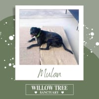 Photo of Mulan