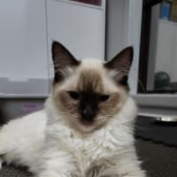 Photo of Zorro