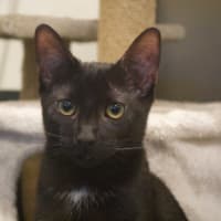 Photo of Mushroom Gravy