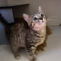 Photo of Tulip