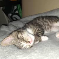 Photo of Dozer