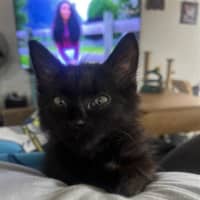 Photo of Smudge (With Puddle)