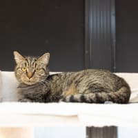 Photo of Kirby