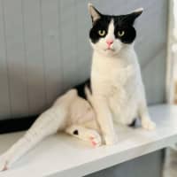 Photo of Luffy   Located In Preston