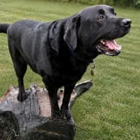 Photo of Scooby