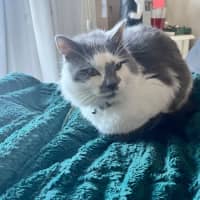 Photo of Mr Whiskers *9 Lives Project Rescue*