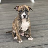 Photo of King Of Hearts 