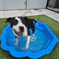 Photo of Smiley