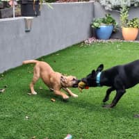 Photo of Freya   5 Month Old Staffy X