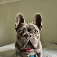 Photo of Arnie   4 Year Old French Bulldog