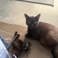 Photo of Mystique (With Panda)