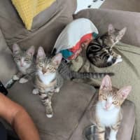 Photo of Marmalade