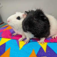 Photo of Snowflake & Oreo