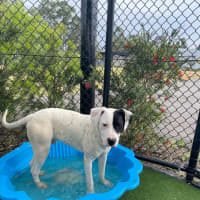 Photo of Wallace Imp 1417