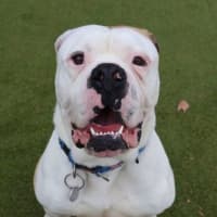 Photo of Mr. Fancy Face 