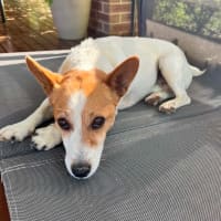 Photo of Sam