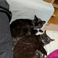 Photo of Domino