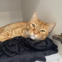 Photo of Garfield 