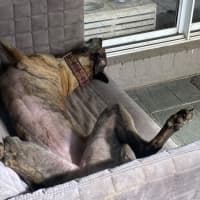 Photo of Brinny The Greyhound