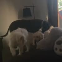 Photo of Saoirse   (Searcha)