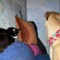 Photo of Toffee, The Cat Friendly Greyhound