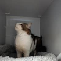 Photo of Ziggy