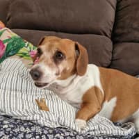 Photo of Poppy