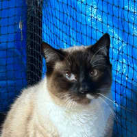Photo of Chai 